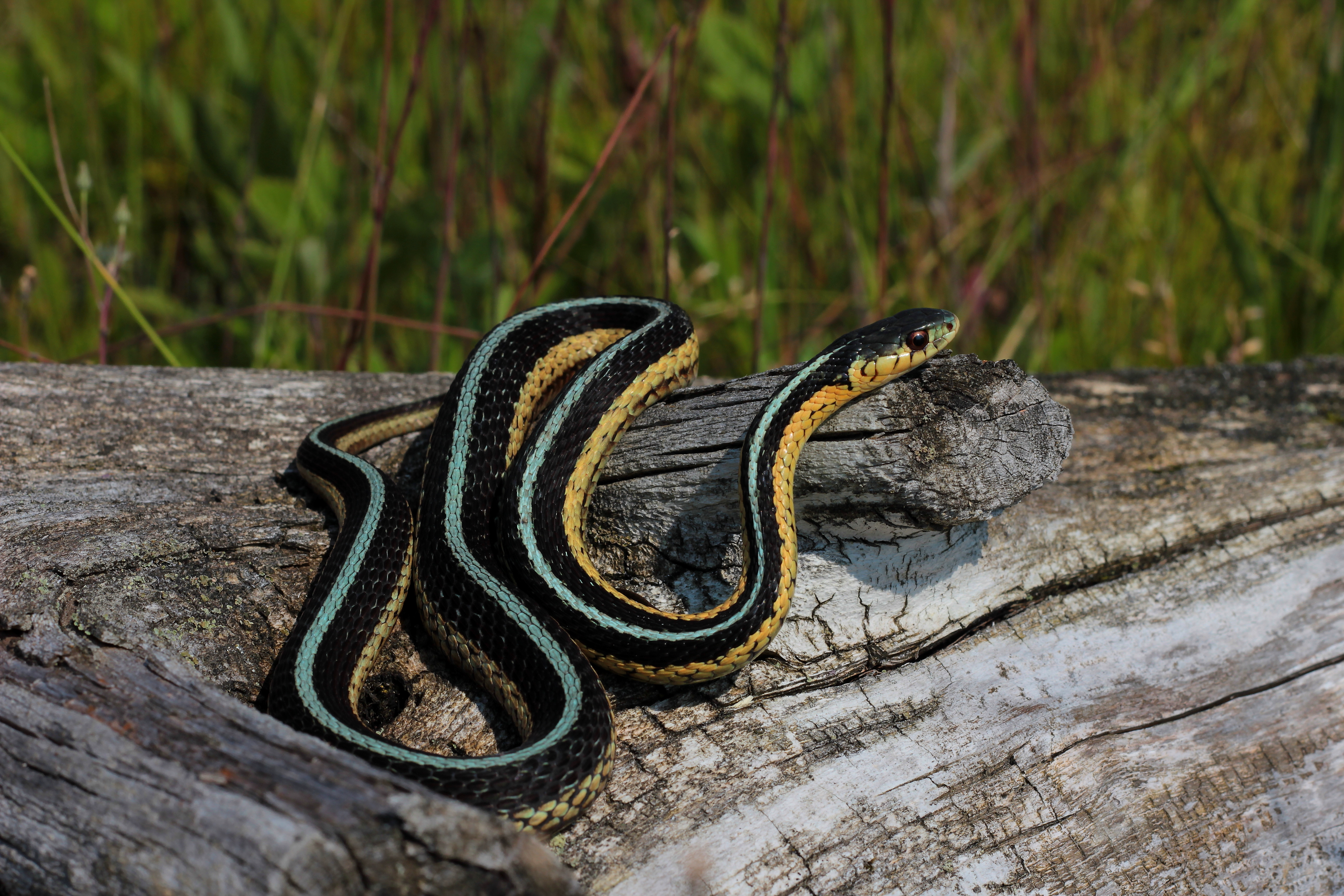 Field Herp Forum View Topic Color And Pattern Variations In