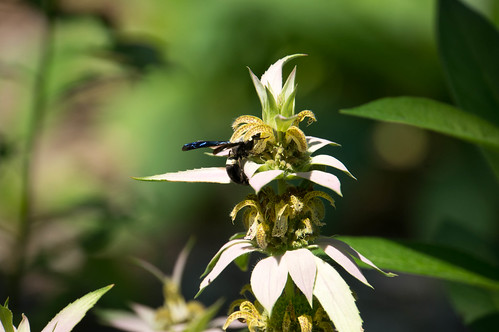08248 Four-toothed Mason Wasp on Spotted Bee Balm