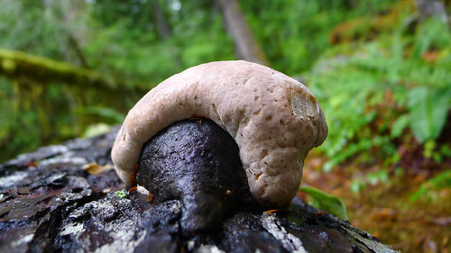 Fungus Washington Cascades 2014_0141