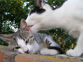 Cat Licking Kitten