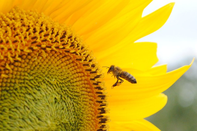 Bee with Nectar and Sunflower
