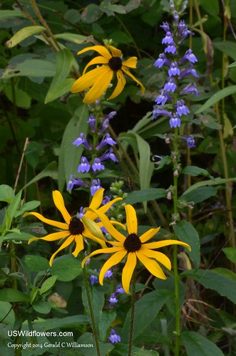 Blackeyed Susan - Rudbeckia hirta - and Great Blue Lobelia - Lobelia siphilitica