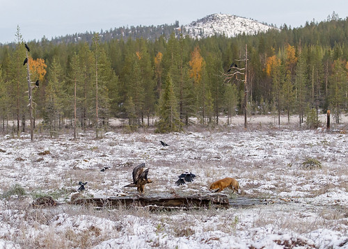 autumn snow nature eagle wildlife arctic fox nordic fell ylläs