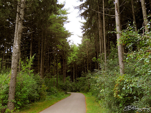 bike pine wisconsin forest woodland cozy woods path trail acre racine