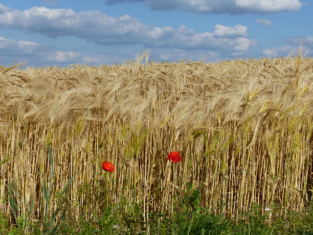 Poppies and grain