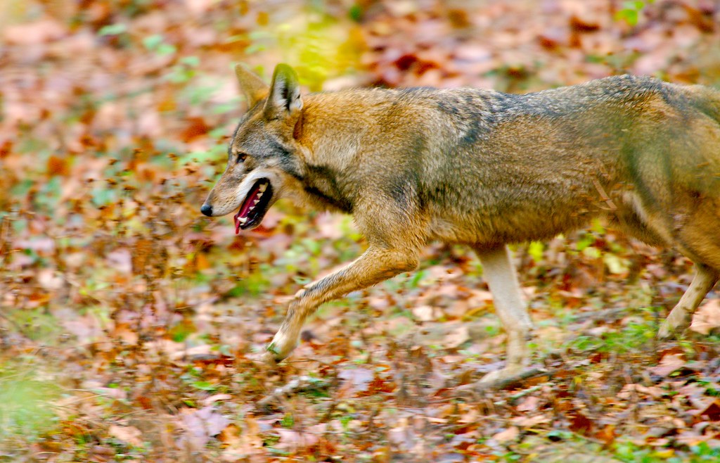 Red Wolf_3