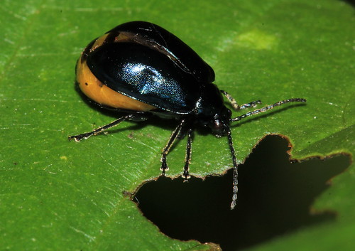 Alder Leaf beetle 29069