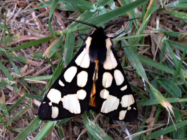 Cream-spot Tiger Moth