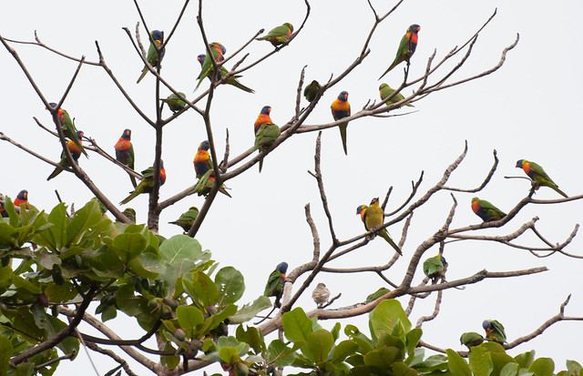 a70-lorikeets