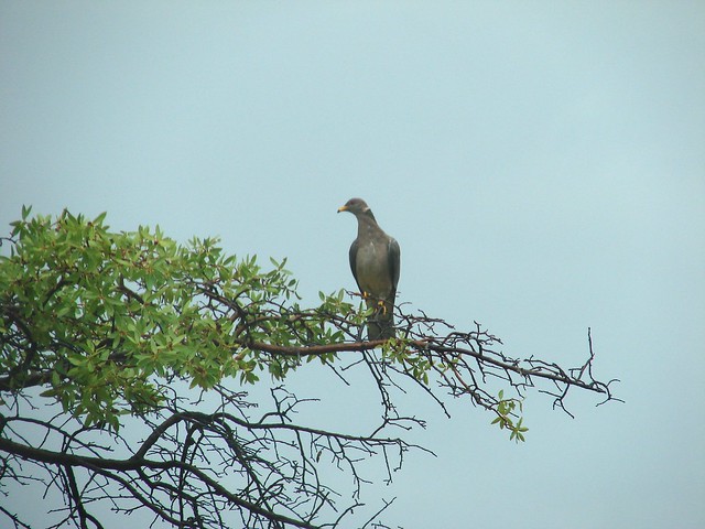 Band-tailed pigeon