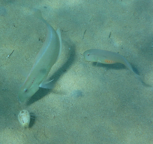 fish nature underwater wildlife redsea egypt crab southsinai reefhermitcrab nuweibaa fivefingerrazorfish
