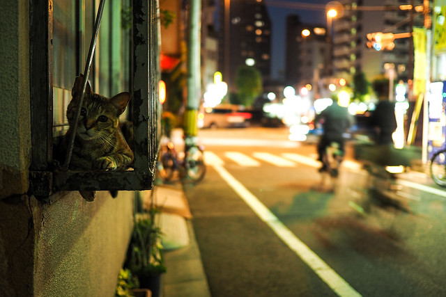 Alley Cat #160