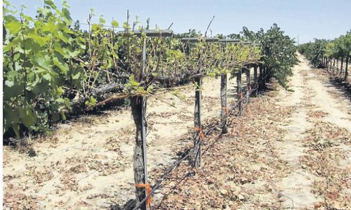 San Juan ya produce vinos de alta calidad forzando la planta
