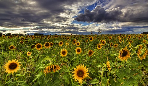 flowers canada field fleurs landscape quebec vincent champs sunflower paysage tournesol fortin upton