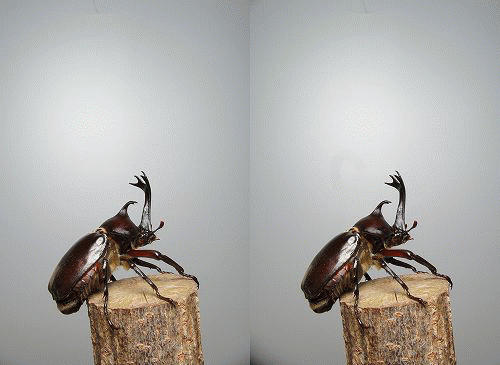 Trypoxylus dichotomus, GIF animation, stereo parallel view