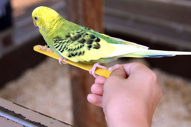 Bird_Nat-hand