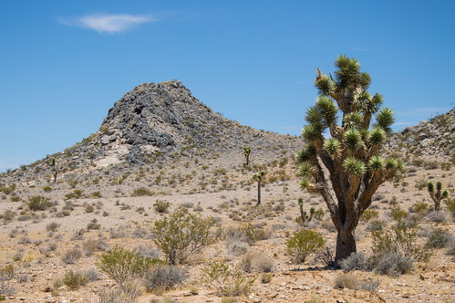 california county usa southwest west san view desert unitedstatesofamerica joshuatree national mojave preserve bernardino