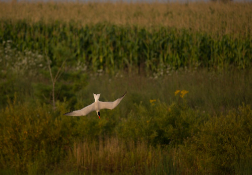 ontario canada nature birds flickr caspian tamron tern markham 150600mm reesorspond