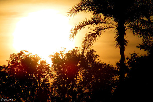 travel india landscape photography palmtree lensflare amateur jharkhand deoghar baidyanathdham