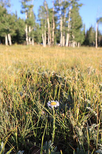 morning summer arizona landscape meadow daisy aspen shallowdepthoffield kaibabnationalforest canoneos70d