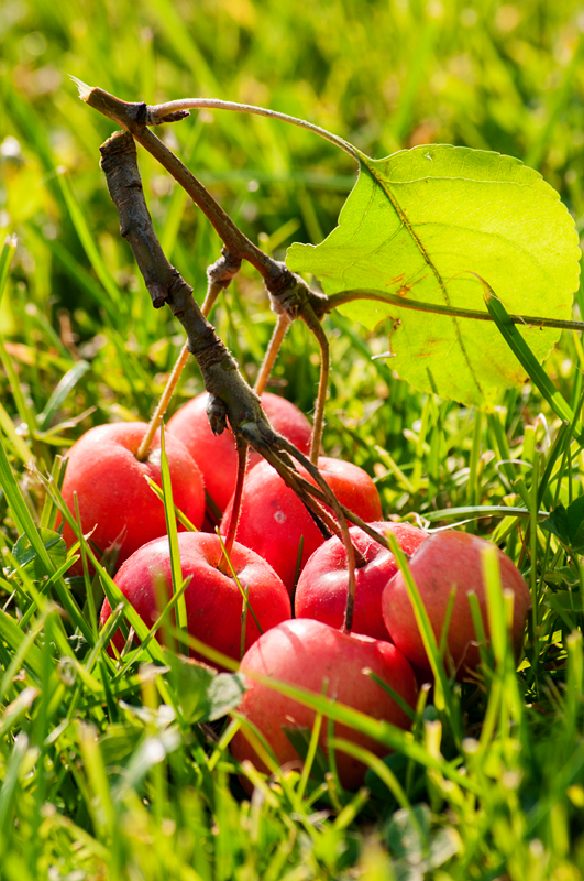 Райские яблочки 24. Дичка Райские яблочки. Райские яблочки и осень. Русские яблочки Райские яблочки.