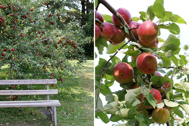 A Trip to the Apple Orchard + an Apple Recipe Roundup | girlversusdough.com @stephmwise