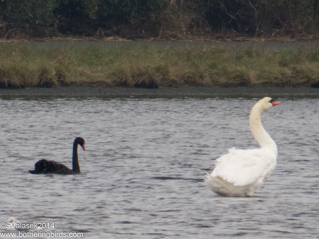 Black Swan and Trumpeter Swan