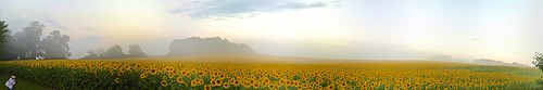 autostitch panoramic sunflowers harfordcounty jarrettsvillepike hessroad iosapp