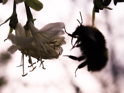 Ruderal bumblebee - Bumblebee Conservation Trust