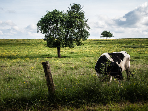 france nature normandie paysage arbre champ vache 2014 seinemaritime hautenormandie paysdebray lahallotière projetfj14 2014017