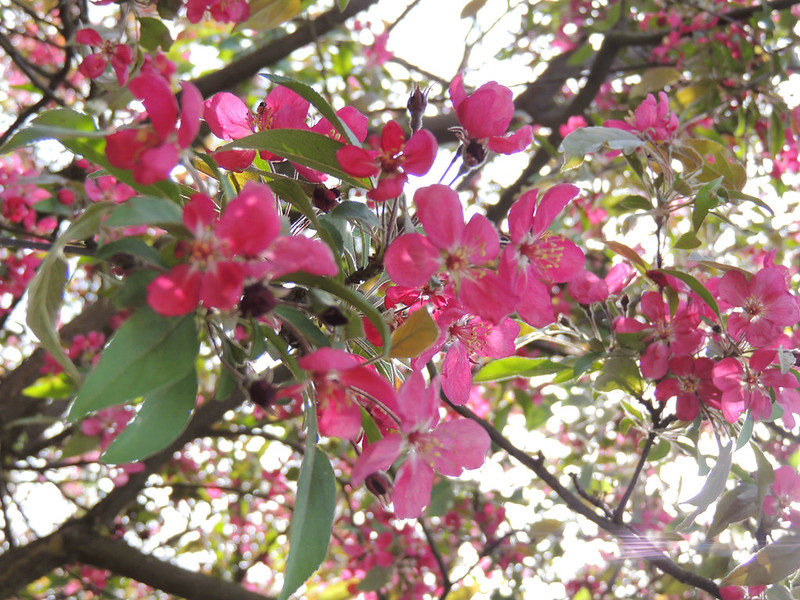 spring flowers 4