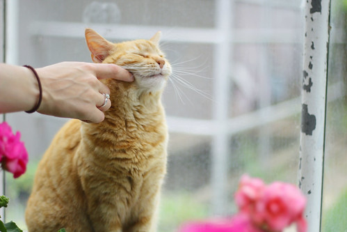orange cat, orange tabby, orange tabby cat, shorthaired cat, pets