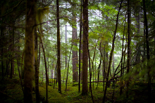 trees forest ohanapecoshcampground