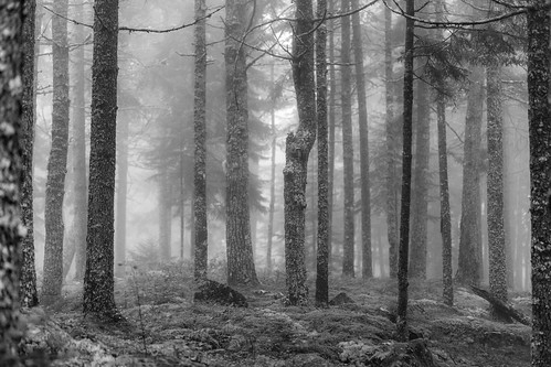 morning trees blackandwhite bw usa nature fog forest photography us photo woods photographer unitedstates image fav50 unitedstatesofamerica maine foggy newengland august nopeople fav20 100mm photograph fav30 lincolnville f28 pinetrees 250 fineartphotography commercialphotography fav10 fav100 editorialphotography 2013 fav40 fav60 fav90 intimatelandscape northeastus fav80 fav70 houstonphotographer ¹⁄₁₀₀sec northeastunitedstates ef100mmf28lmacroisusm mabrycampbell august92013 201308090h6a4736