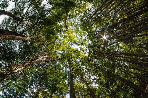 trees nationalpark kejimkujik parkscanada canadanationalpark