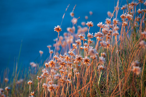 flowers sunset sea france fleurs nikon bretagne extérieur océan d90 saintcastleguildo 18200vrfr