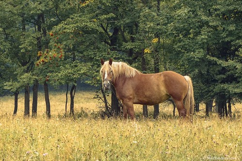 trees horses horse sunlight nature animal animals outdoors colours natur poland pol 2014