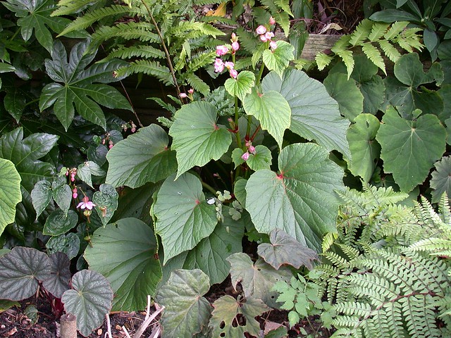 Begonia 'Torsa'