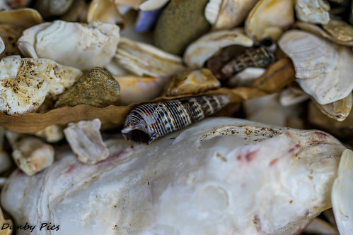 ocean sea shells macro photography