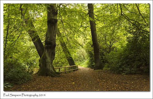 autumn trees england green nature leaves forest woodland woods path scunthorpe photosof imageof normanbypark imagesof photosofnature sonya77 paulsimpsonphotography september2014