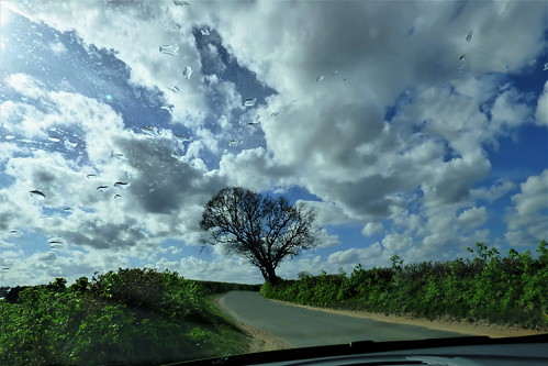 fromthecarwindow tree sky ruralscene northnorfolk