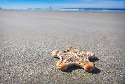 brighton newzealand otago panasonic panasoniclumixdmclx7 sea southisland beach coast coastal cushionstar landscape marinelife sand sandy shore starfish