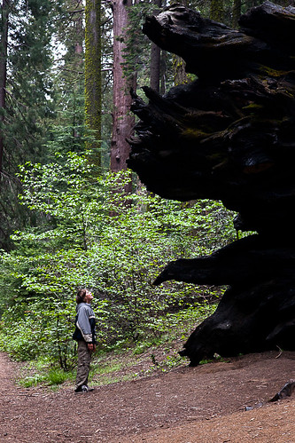 california park copyright jeff nature june canon giant landscape photography photo national sullivan sequoia visalia seki 2011 5dmarkiii caliparks