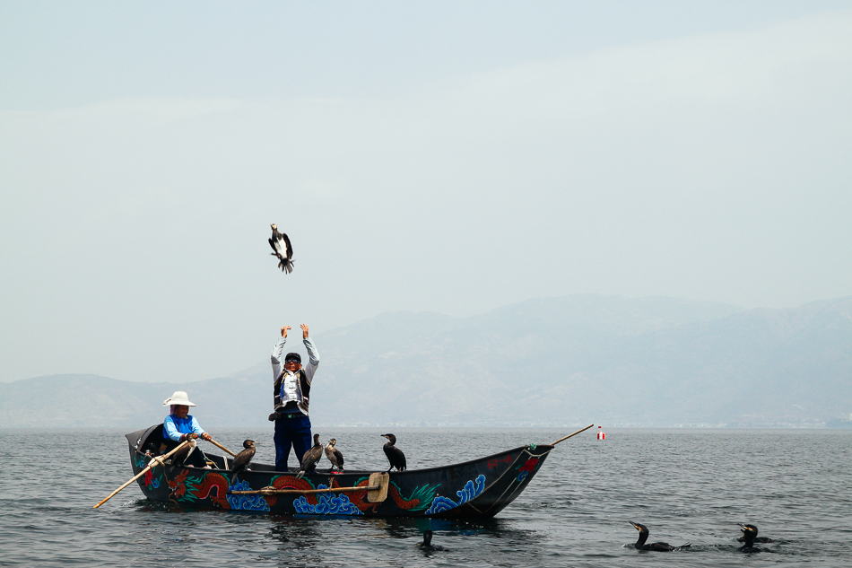 Dali - Cormorant Fishing on Erhai Lake