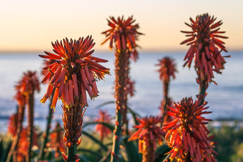 sunset red plant flower beach canon landscape southafrica succulent indianocean coastal vegetation xs dslr easterncape portelizabeth summerstrand nelsonmandelabay sigma18250mmf3563dcmacrooshsm