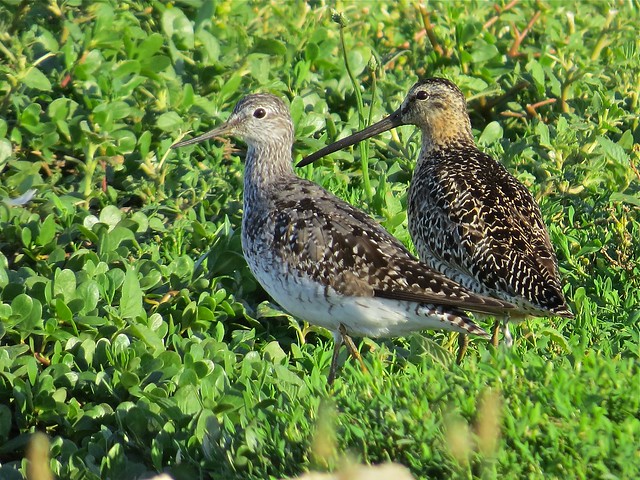 Lesser Yellowlegs and Short-billed Dowitcher at the Gridley Wastewater Treatment Ponds 01