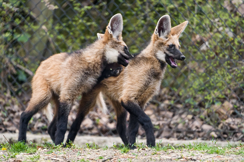 Playing young maned wolves