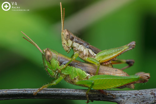 Grasshoppers mating