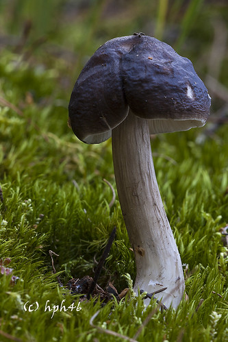 mushroom deutschland fungus pilz niedersachsen tiste pluteuscervinus deershield rehbraunerdachpilz