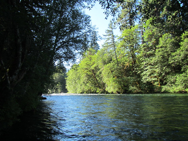 fly fishing the mckenzie river